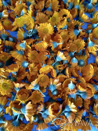 Квіти корзинки календула - нагідки сухі 2022 року
Місце вирощування: район Оріл. . фото 1