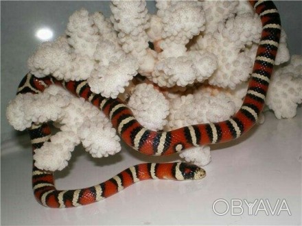  Королевская, молочная змея (Lampropeltis triangulum) из рода королевских змей (. . фото 1