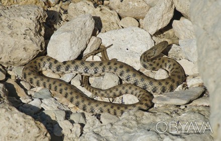 Водяной уж особенности змеиВодяной уж (Natrix tessellata) – довольно крупная нея. . фото 1
