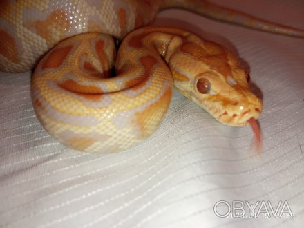 Тигровый питон. Альбинос. Python molurus albino. Миролюбивая, спокойная змея из . . фото 1