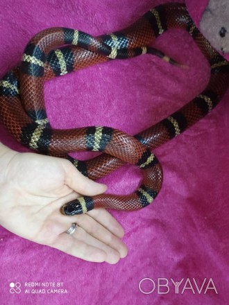 Синалойская королевская змея. Ручная самка. Lampropeltis triangulum sinaloae.Одн. . фото 1