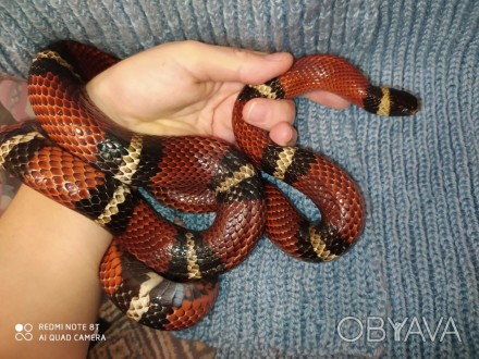 Синалойская королевская змея. Ручной самец. Lampropeltis triangulum sinaloae.Син. . фото 1