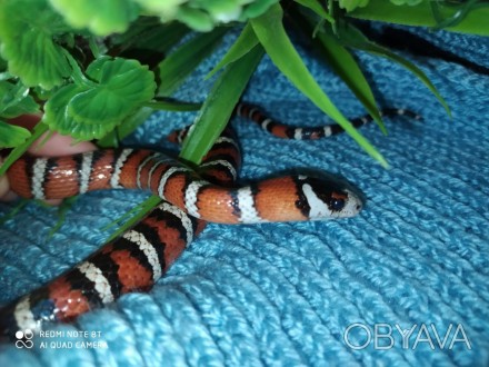Королевская змея пиромелана.Ручной самец.Lampropeltis pyromelana pyromelana.Туло. . фото 1