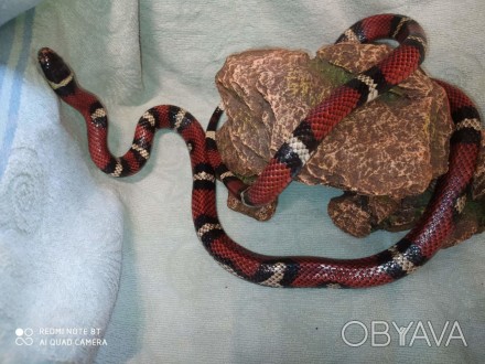 Синалойская молочная змея - одна из самых красочных, красивых и запоминающихся з. . фото 1