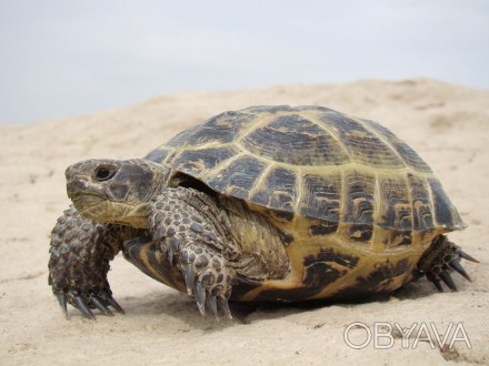 Среднеазиатская черепаха или степная черепаха. Testudo (Agrionemys) horsfieldii.. . фото 1