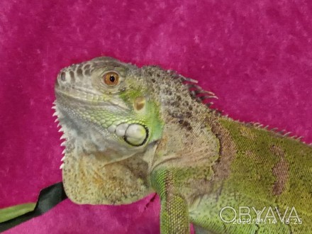 Обыкновенная Игуана. Iguana iguana. Крупная растительноядная ящерица семейства и. . фото 1