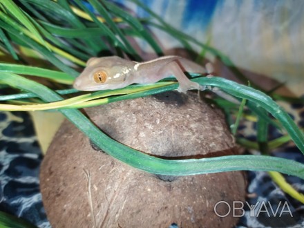 Смугастий гекон вітатус є однією з найпопулярніших рептилій. Вона часто стає при. . фото 1