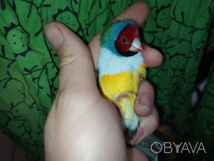 Гульдова амадина - красивий, барвистий птах родини в'юркових Ткачикі.Прості в до. . фото 1