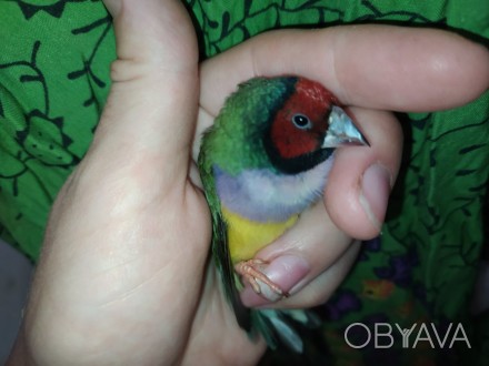 Амадина гульда - красочная, миниатюрная птичка с харизматичным характером и запо. . фото 1