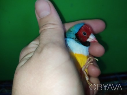 Амадіна Гульда - барвиста, мініатюрна пташка з харизматичним характером та яскра. . фото 1