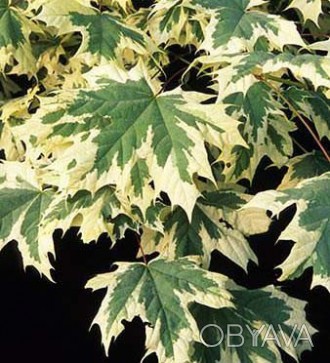 Клен остролистный Друммонди / Аcer platanoides Drummondii
Листопадное дерево сре. . фото 1