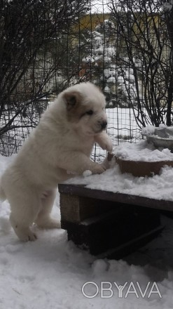 Продам щенков алабаев