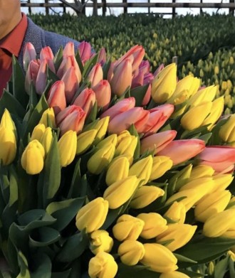Купить тюльпаны на 8 марта оптом с Голландии.
Высота 40-50 см, вес 28+гр.
Дост. . фото 9