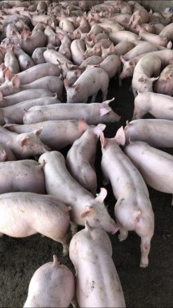Поросята PIC, DanBred на відгодівлю оптом. Киев. фото 1 Поросята PIC, DanBred на відгодівлю оптом. Киев. фото 1