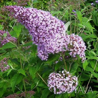 Будлея давида Гулливер / Buddleja davidii Gulliver 
Компактный кустарник, по выс. . фото 1