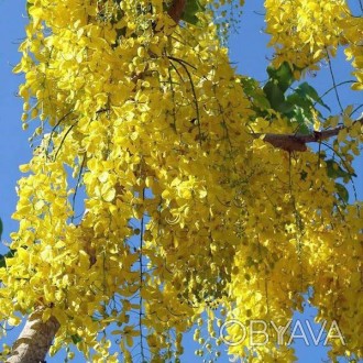 Кельрейтерия метельчатая или мыльное дерево / Koelreuteria paniculata
Многолетне. . фото 1