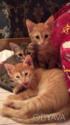 Кошенята безкоштовно