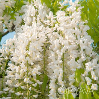 Глициния китайская Техас Вайт / Wisteria sinensis Texas White
Цветки белые, собр. . фото 1