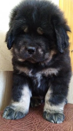 Продам щенков породы Тибетский мастиф из питомника BEST DOGS OF POPOVICH, есть м. . фото 4