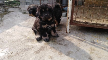 Продам щенков породы Тибетский мастиф из питомника BEST DOGS OF POPOVICH, есть м. . фото 6