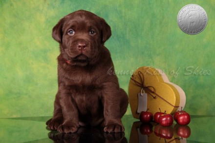 Питомник предлагает породных, щенков лабрадора шоколадного окраса с отличной род. . фото 6