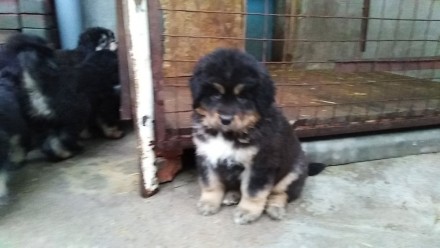 Продам бомбезных щенков породы Тибетский мастиф из питомника BEST DOGS OF POPOVI. . фото 3