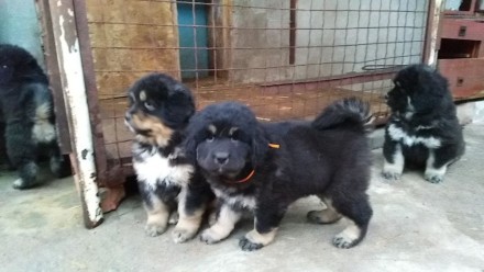 Продам бомбезных щенков породы Тибетский мастиф из питомника BEST DOGS OF POPOVI. . фото 4