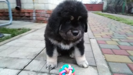 Продам бомбезных щенков породы Тибетский мастиф из питомника BEST DOGS OF POPOVI. . фото 8