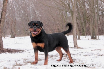 Отличного происхождения щенков предлагает питомник ротвейлеров "Vom House Figler. . фото 8