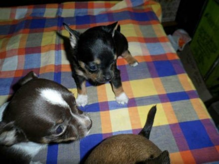 Продаются милые щеночки чихуахуа, 1,5 месяца, девочки и мальчик. Малыши игривые,. . фото 3