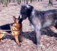 Ирландский волкодав – самая крупная порода из группы борзых собак, преследующих . . фото 2