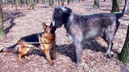 Ирландский волкодав – самая крупная порода из группы борзых собак, преследующих . . фото 1