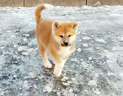 Японская Акита одна из древнейших пород собак. Предлагаем Вам очень умных, милых. . фото 2