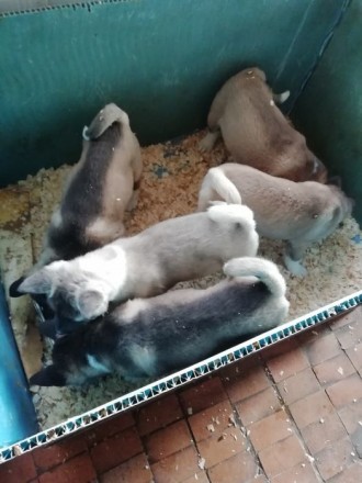 Продажа щенков американской акиты, осталось три мальчика и три девочки, медвежат. . фото 9
