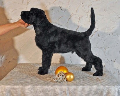 Предлагаем алиментных щенков породы русский черный терьер от породных производит. . фото 8