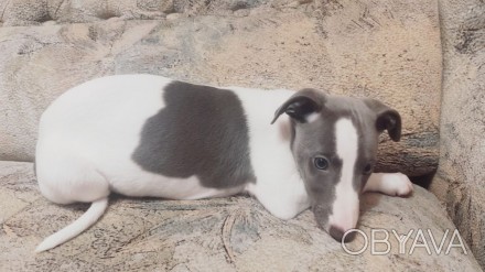 Продаются щенки уиппета, рождены 16.11.2020. два мальчика (белоголубого окраса и. . фото 1