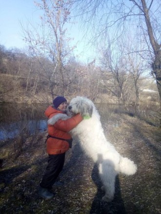 Питомник AMAG DOG предлагает щеноков южнорусской овчарки цена от 15000 грн. Круп. . фото 4