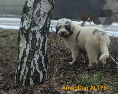 Питомник AMAG DOG предлагает щеноков южнорусской овчарки цена от 15000 грн. Круп. . фото 6
