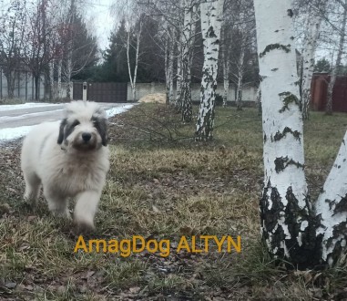 Питомник AMAG DOG предлагает щеноков южнорусской овчарки цена от 15000 грн. Круп. . фото 9