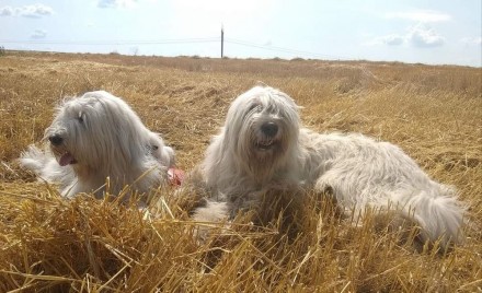 Питомник AMAG DOG предлагает щеноков южнорусской овчарки цена от 15000 грн. Круп. . фото 2