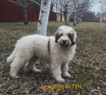 Питомник AMAG DOG предлагает щеноков южнорусской овчарки цена от 15000 грн. Круп. . фото 5