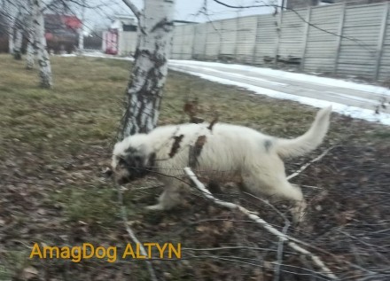 Питомник AMAG DOG предлагает щеноков южнорусской овчарки цена от 15000 грн. Круп. . фото 8