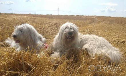 Питомник AMAG DOG предлагает щеноков южнорусской овчарки цена от 15000 грн. Круп. . фото 1