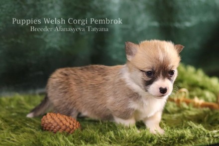 Вельш корги пемброк (Welsh Corgi Pembrok) - удивительная собака !

25.11.2020 ро. . фото 9