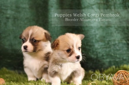 Вельш корги пемброк (Welsh Corgi Pembrok) - удивительная собака !

25.11.2020 ро. . фото 1
