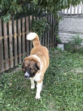 Продається доросла собака породи московська сторожова.Може бути для охорони буди. . фото 3