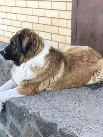 Продається доросла собака породи московська сторожова.Може бути для охорони буди. . фото 1