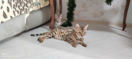 Бенгальский котёнок шикарного окраса n24 с яркой розеткой на золоте.
Котёнок не. . фото 2
