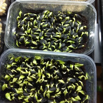 Коврик для микрозелени используется для выращивания микрозелени. . фото 5