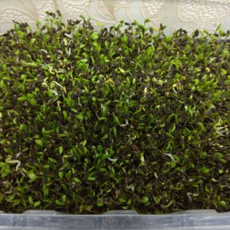 Коврик для микрозелени используется для выращивания микрозелени. . фото 4